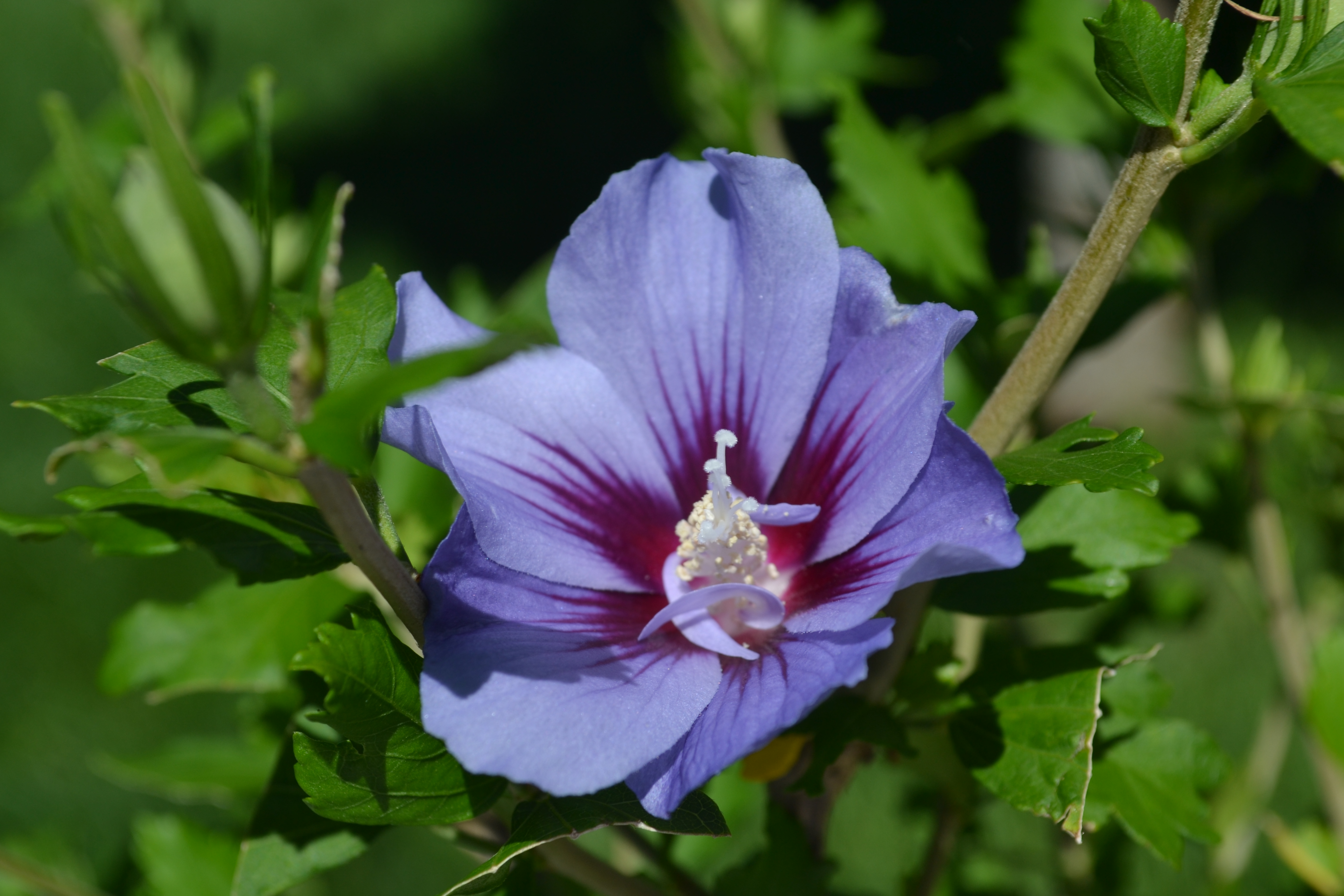 Hibiscus