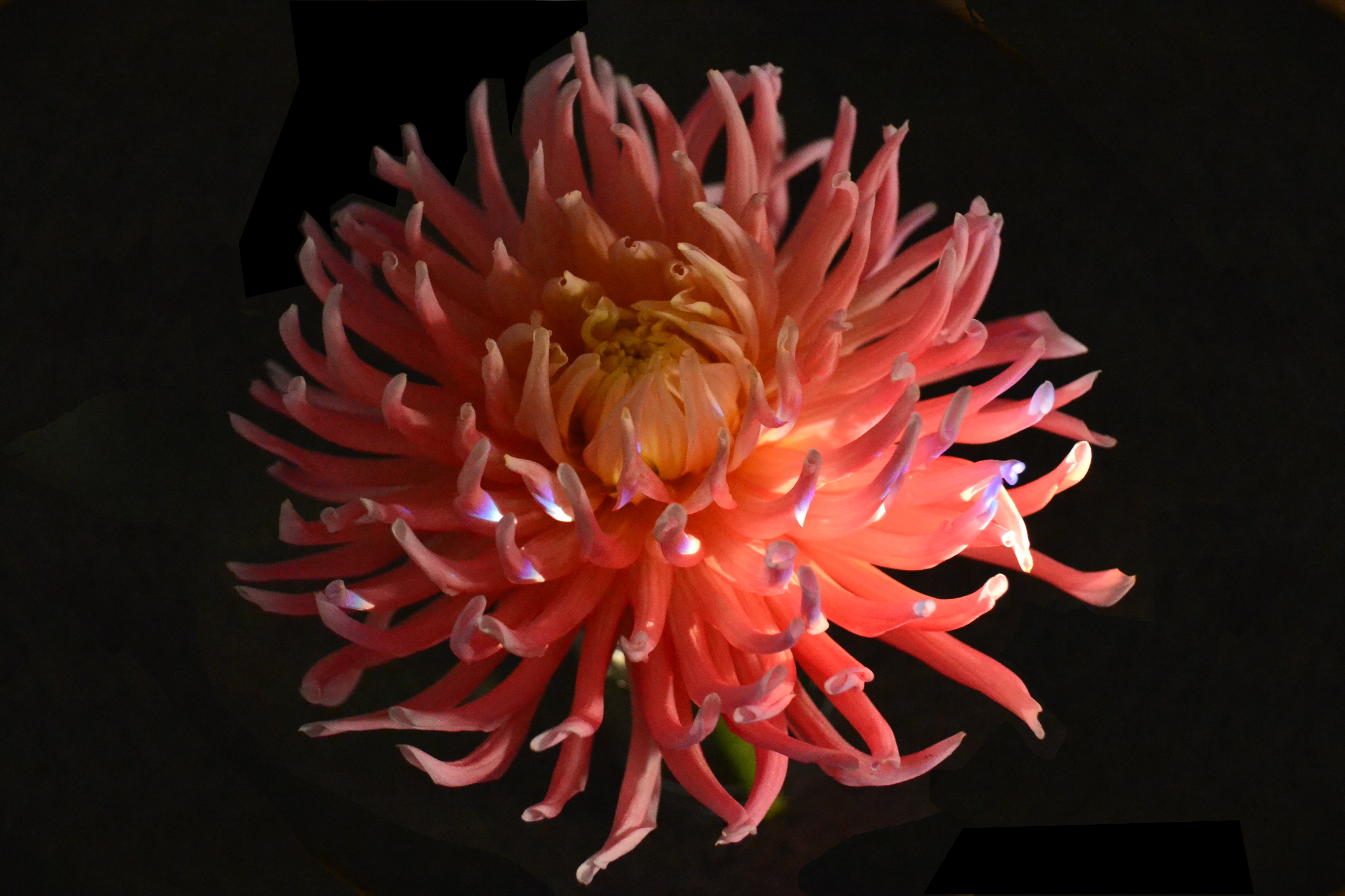 Pink flower