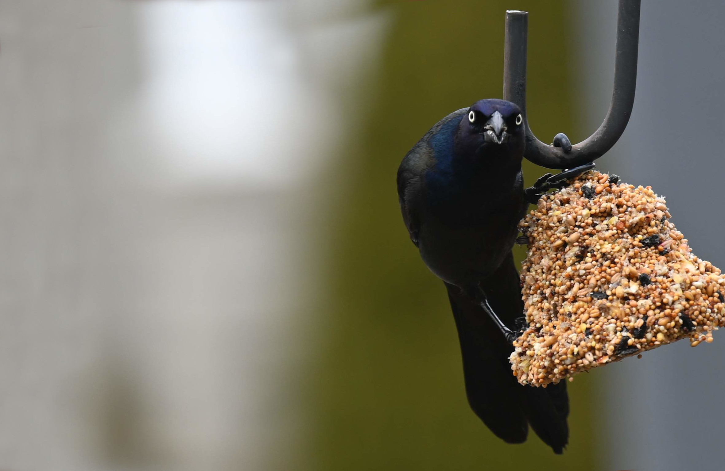 Grackle close-up