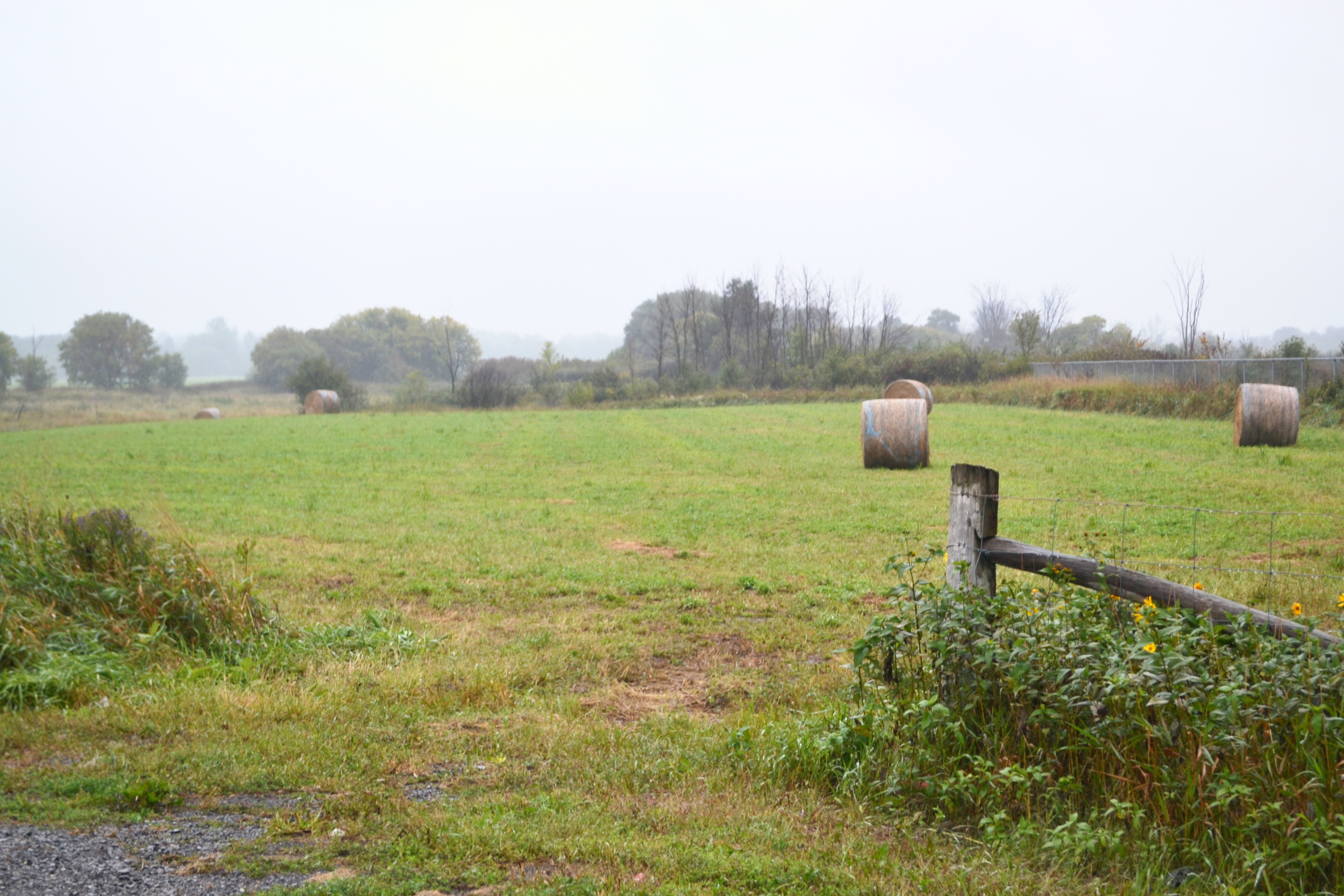 Harvest Time Meadow