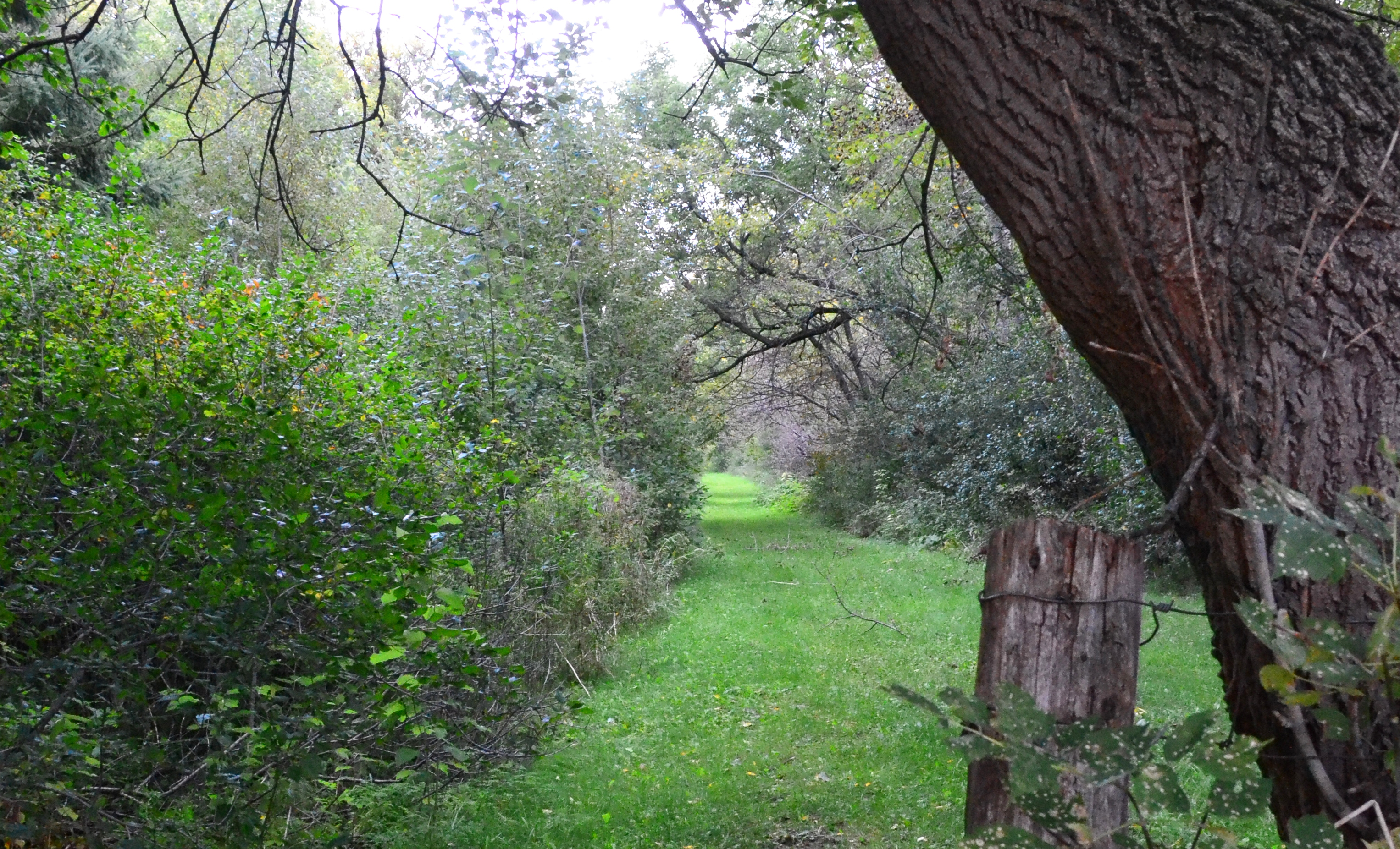 Summer Path