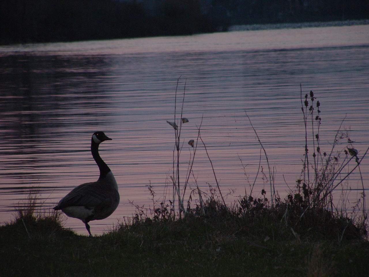 Evening Goose