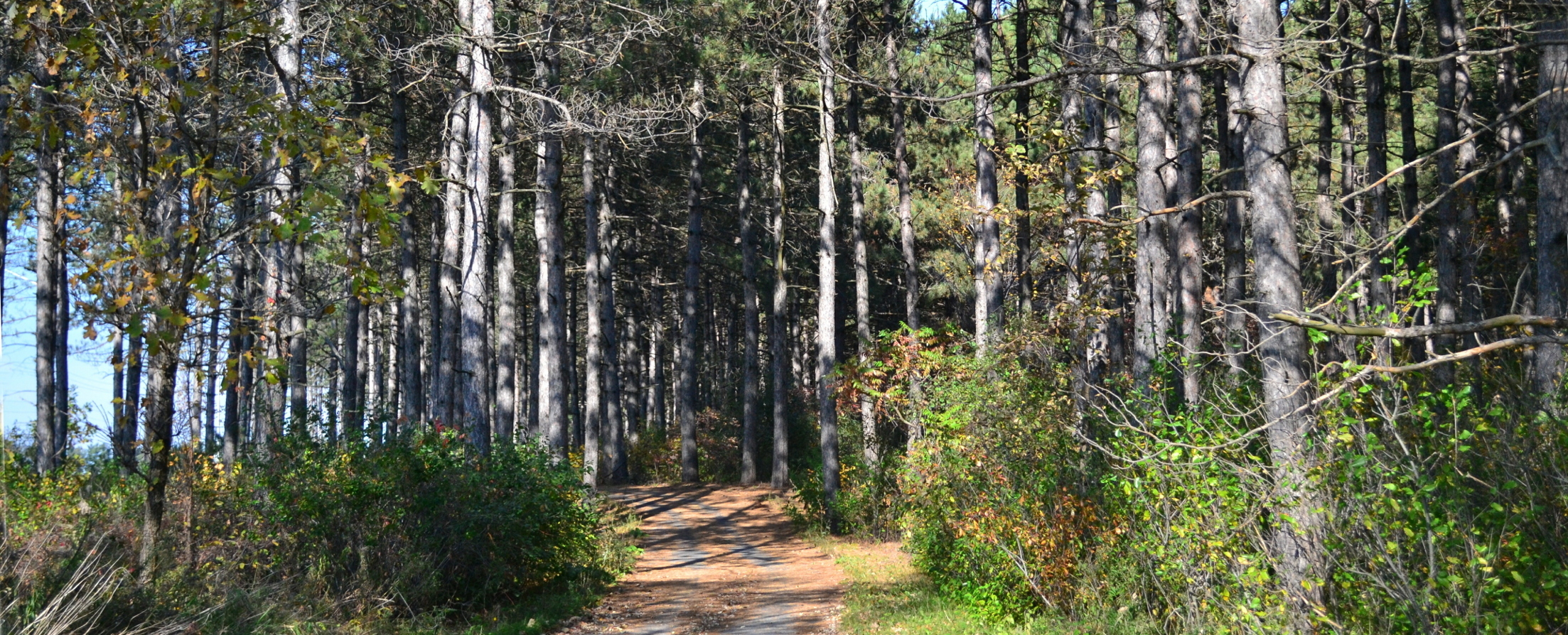 Bike Path