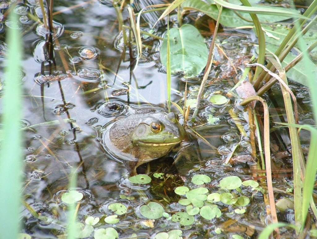 Froggie