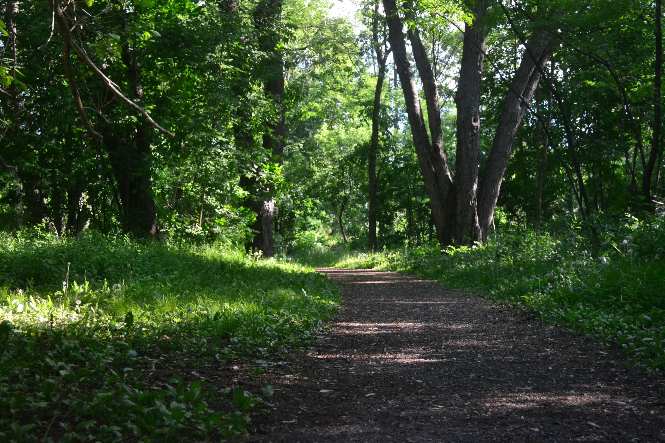 Forest trail