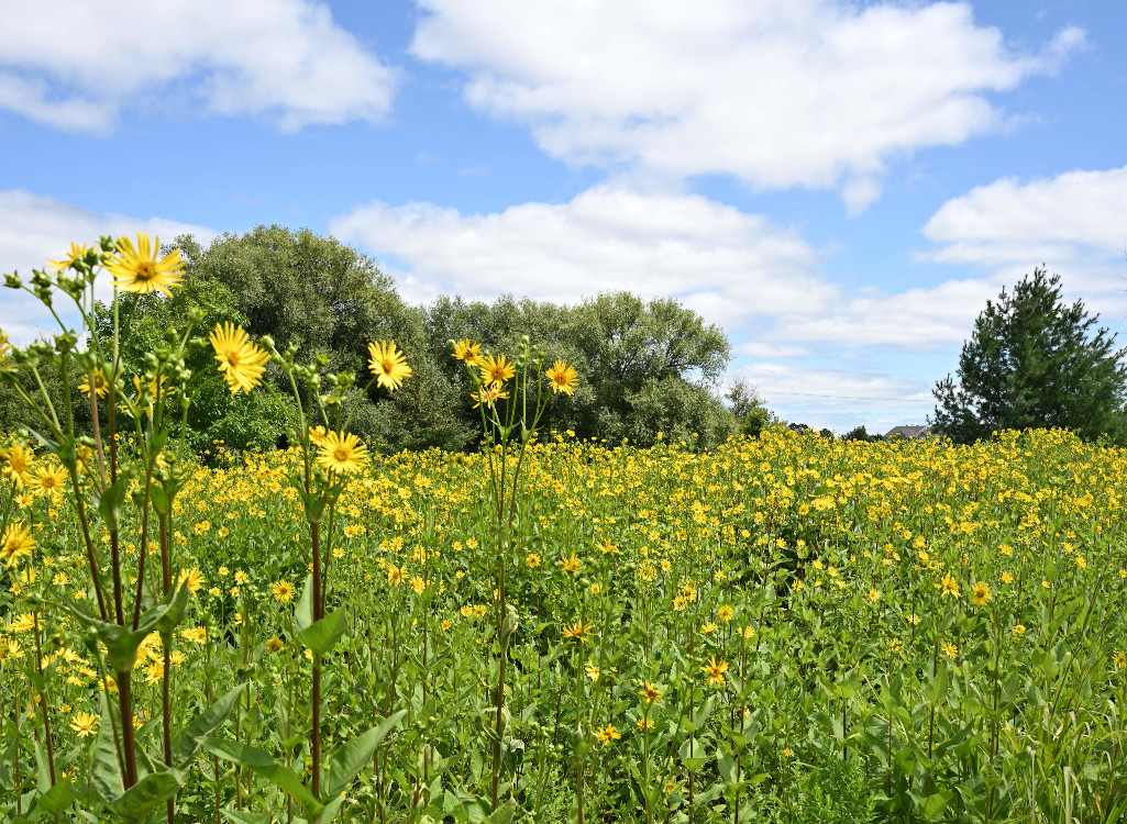 Field of Yellow Flowers