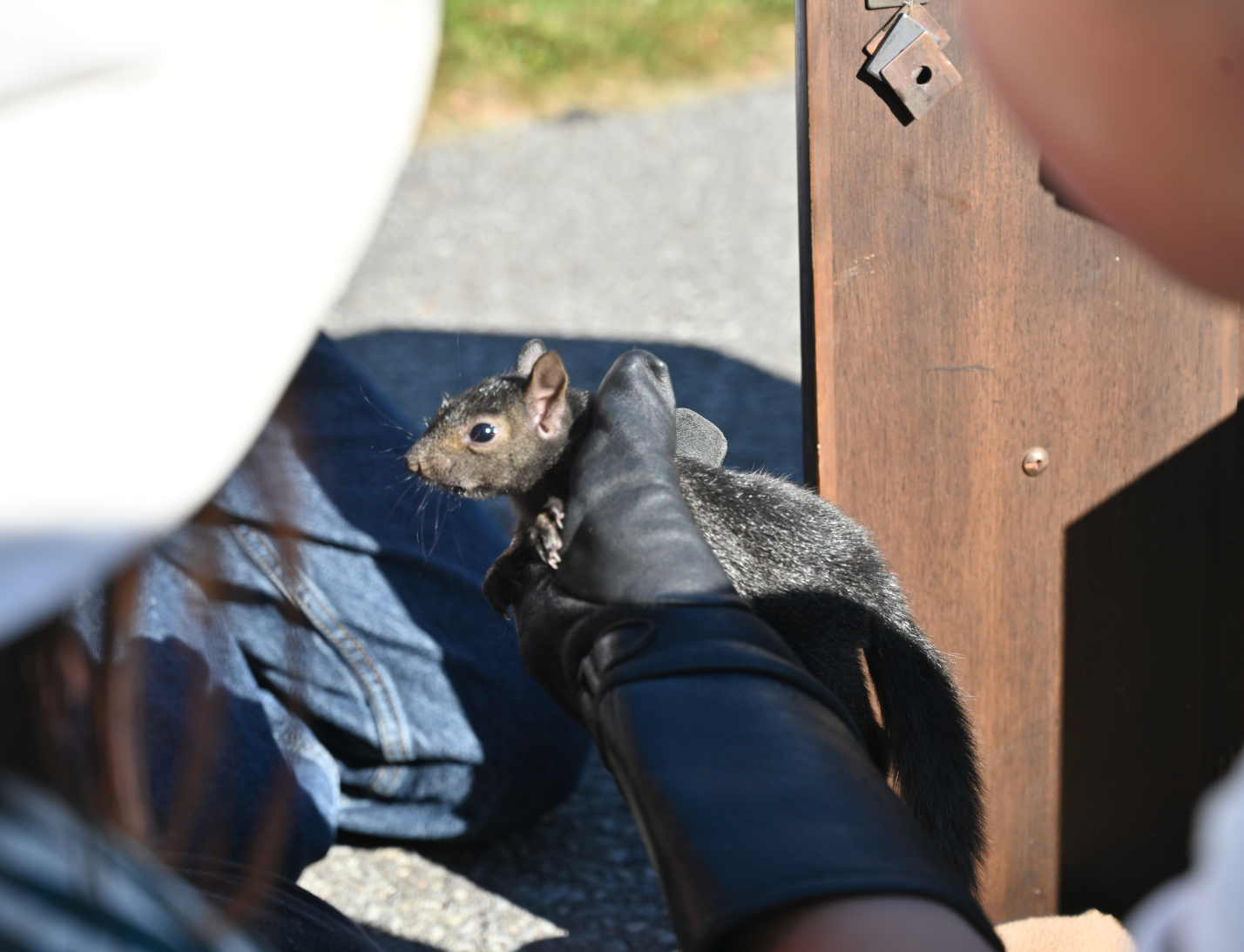 Baby Squirrels