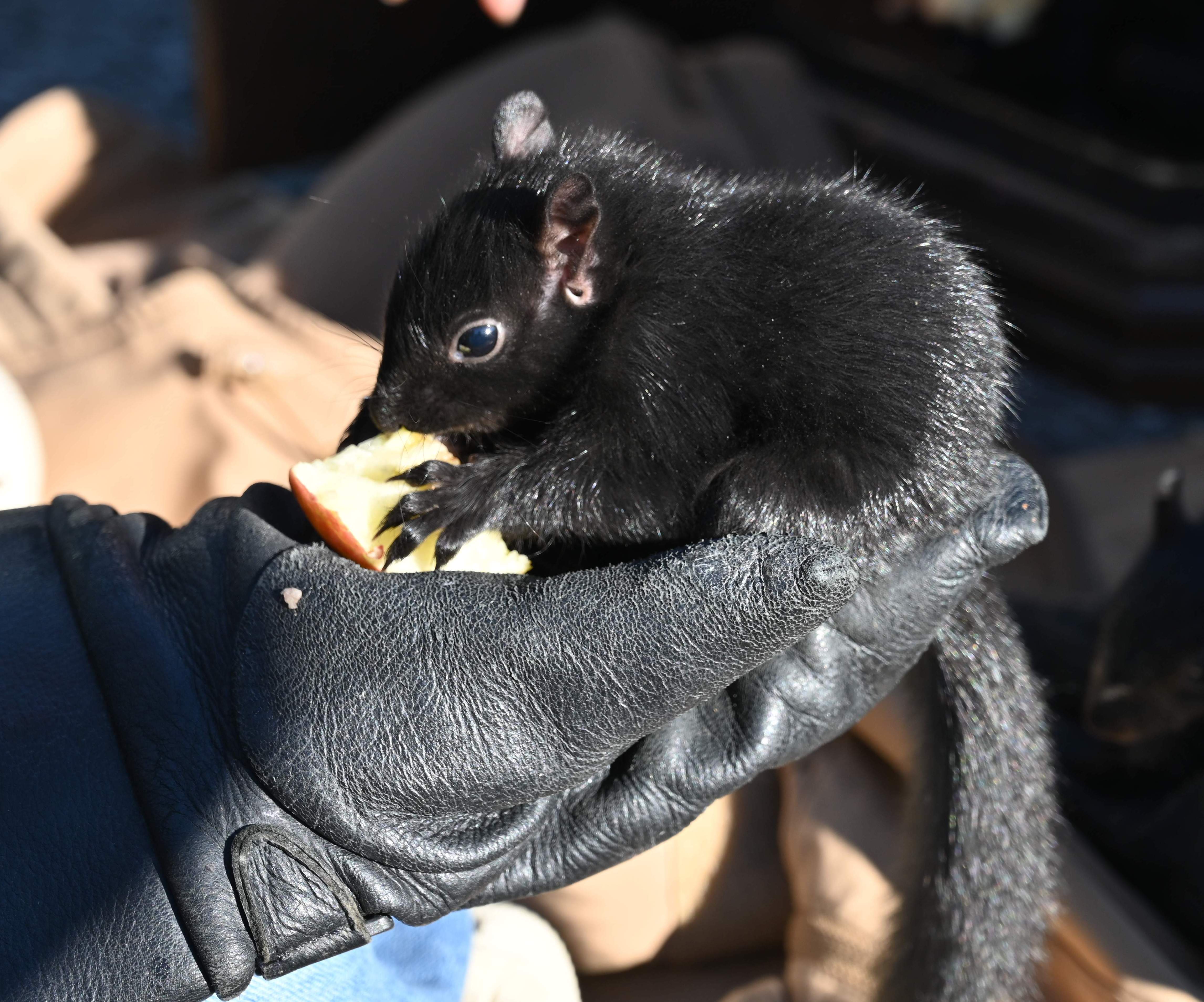 Baby Squirrels